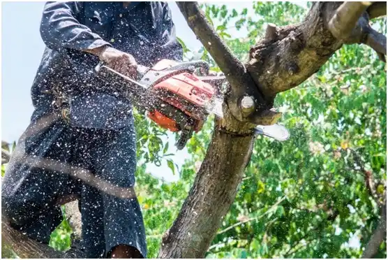 tree services Morrison